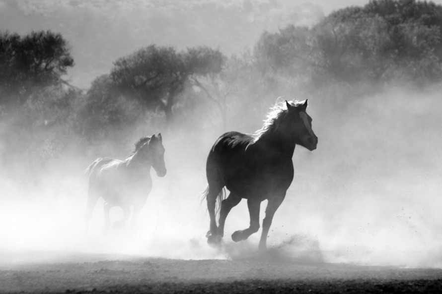 horse-herd-fog-nature-52500-large